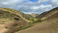 Hundreds of acres of rare temperate rainforest to be restored on Isle of Man