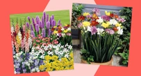 Bag 300 summer bulbs for just £15