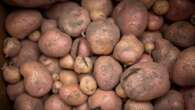 Scientists developing potatoes that could withstand heatwaves