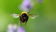 Government refuses emergency use of banned bee-killing pesticide on sugar beet