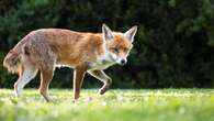 Whisker analysis shows urban foxes getting third of their food from people