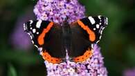 10 new butterfly species in Scotland thanks to climate change – study