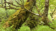 ‘Scale is so important’ – the fight to revive Britain’s vanishing rainforests
