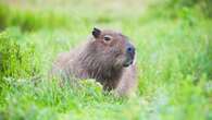 Night search planned for escaped capybara as they are ‘so good at hiding’