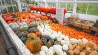 Pumpkin harvests hit by wet weather and ‘army of slugs’ – National Trust