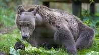 Boki the bear takes ‘favourite’ medicine Calpol as he recovers brain surgery