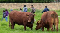Cambridge cows get GPS collars to stop them from falling into river