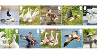 Royal Mail issues quacking collection of stamps celebrating duck species