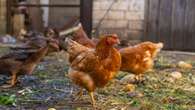 Bird flu ‘covid of poultry industry’ MPs hear, as farmers told to stay vigilant