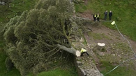 Government urged to ‘list’ precious trees for protection like historic buildings