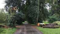 Council fined £500,000 after dog walker killed by falling tree limb