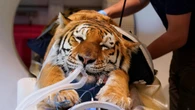 Three big cats have specialist CT scans to solve medical mystery