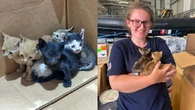 Royal Navy sailors show ‘incredible empathy’ to save four kittens in Bahrain