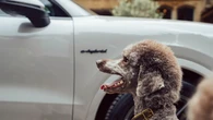Here are the best ways to keep dogs safe and comfortable in the car