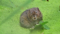 Warning over low funding to tackle invasive species damaging British wildlife