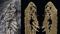 New 3D fossil discovered preserved in fool’s gold