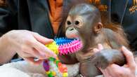 Baby orangutan taken in by Dorset monkey sanctuary