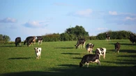 Single case of atypical BSE found in cow in Essex