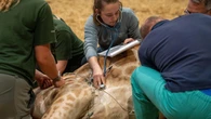 Safari park successfully operates on 500kg giraffe in high-risk procedure