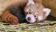 Public asked to help name endangered red panda cub born at zoo