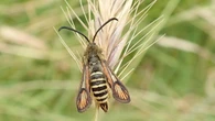 National Trust nature reserve records rare moth as 10,000th different species