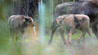 Bison introduced to Kent woodland welcome two new calves to the herd