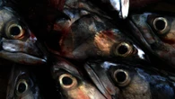 Mackerel fishing should be cut by 70% to prevent stock collapse, scientists say
