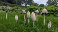 Garden experts embrace fungi as weather conditions encourage autumn bonanza