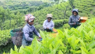 Fifth of adults think tea originates in UK, Fairtrade poll finds