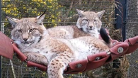 Lynx abandoned in the Cairngorms settle in at their new home