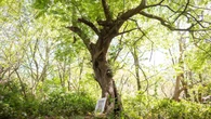 Ancient tree which inspired Brambly Hedge cottage discovered in Epping Forest