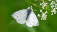 Nature experts warn of ‘butterfly emergency’ with record lows in annual count