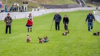 Dachshunds take to racecourse bidding to be crowned top dog