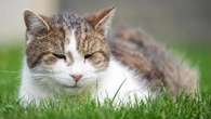 Charity warns of rise in people using harnesses to take cats outside