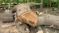 Toby Carvery boss apologises for ‘upset caused’ by felling of centuries-old tree