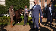 King meets cow on Clarence House lawns during charity reception