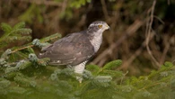 ‘Brutal’ gamekeeper who killed bird of prey caught in crow trap sentenced