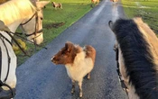 Stolen New Forest ponies found 75 miles away in London
