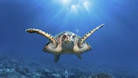 UK joins international scramble to bring ocean protection treaty into force