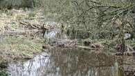 Invest in beaver dams, ponds and wild driveways to curb flooding, report urges