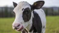 Birth of IVF calf hailed as ‘significant’ step in making dairy industry greener