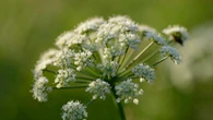 Foragers rescued from Welsh island after eating suspected hemlock