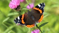Hot summer fails to offset declining butterfly species, national count finds