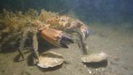 Positive signs oysters settling in well after reintroduction to Firth of Forth