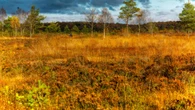 ‘Power of peatlands’ embraced in new strategy to tackle climate crisis