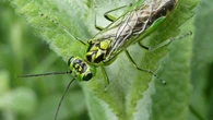 ‘Remarkable’ insect discovery could benefit modern surgery, say scientists