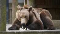 First brown bear to undergo brain surgery emerges from semi-hibernation