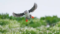 Farne Islands’ seabird spectacular to be shown on webcams