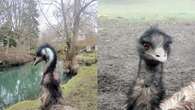 Animal sanctuary shares pictures of emu poo in attempt to find missing bird