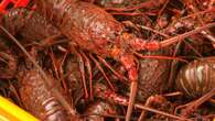 Police investigate after live lobsters are stolen from underwater storage pen